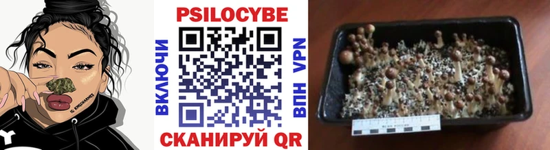 Псилоцибиновые грибы Psilocybe  Саров 